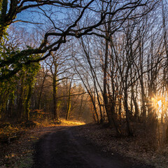 Sonnenstern zum Sonnenaufgang im Wald zur Winterzeit