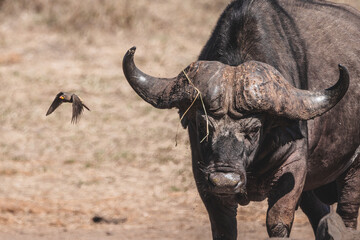 Water buffalo one of the big five at a drinking well looking towards the camera at Kruger national park south africa