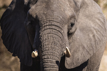 Close up of an elephant looking straight into the camera with contrast in kruger national park...