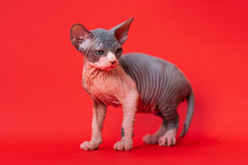 Portrait of pretty purebred male kitten of color blue and white standing on red background, looking away attentively. Sphynx Hairless Cat at age of 7 weeks. Full length. Studio shot.