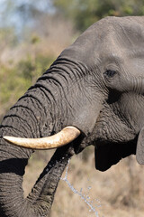 Closeup of an african elephant, one of the big five, drinking during a hot midsummer day at kruger...
