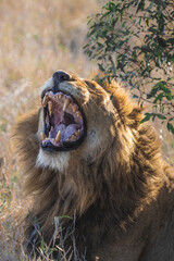 Male lion with a big mane, one of the big five, roaring in the bushes during golden hour showing...