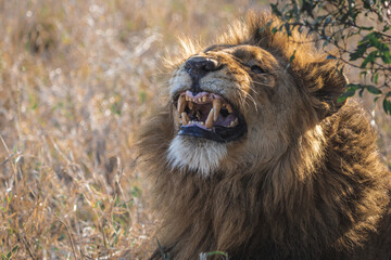 Male lion showing aggressiv behavior of a leader of a pack during golden hour in the bushes of...