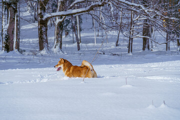 The Shiba Inu Japanese dog plays in the snow in winter.