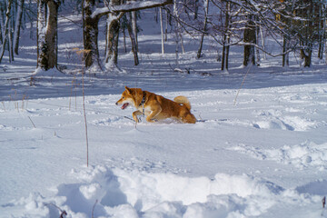 The Shiba Inu Japanese dog plays in the snow in winter.
