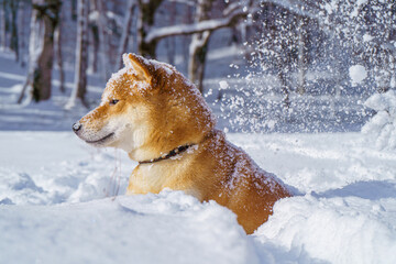 The Shiba Inu Japanese dog plays in the snow in winter.