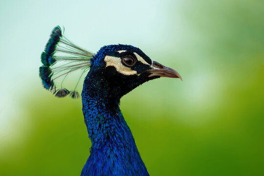 Portrait of a wild beautiful peacock on a green blur background on a sunny day