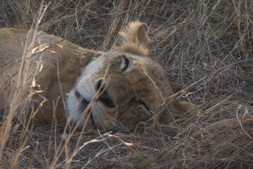 Closup of a tired big five Lioness sleeping in tall grass in kruger national park south africa
