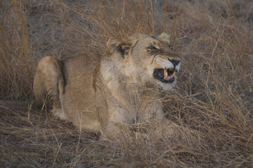 Angry big five lioness showing off her teeth and growling while sitting in tall grass in kruger...