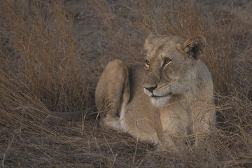 Old big five lioness sitting in tall grass enjoying the evening sun while getting ready to hunt