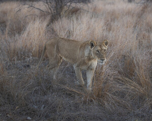 Stalking big five Lioness looking out for prey at sundown in south africa