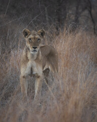 Curious big five lioness spotting prey through tall grass in south africa
