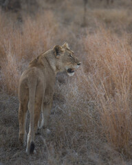 Stalking big five lioness scenting prey in tall grass during her hunt in south africa