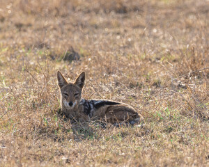 Young jackal enjoying the morning sun in south africa kruger national park