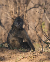 Baboon posing and looking almost human on a little dirt termite hill in south africa kruger national park