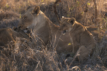 Female lion (lioness) and her baby lion cub sitting in savannah grass an enjoying the sunset