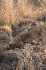 Cute closeup of baby lion cub and mother lioness playing and caring for each other in deep savannah grass in kruger national park south africa big five