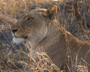 Female lion (lioness) lifting her head into the evening sun in south africa kruger national park
