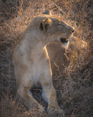 Female lion (lioness) lifting her head into the evening sun and noticing a scent in the air in south africa kruger national park