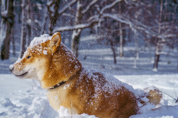 The Shiba Inu Japanese dog plays in the snow in winter.