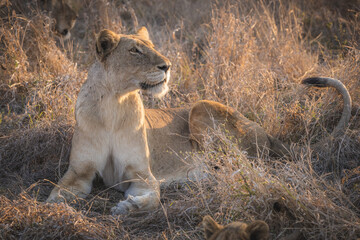 Female lion (lioness) lifting her head into the evening sun and noticing a scent in the air