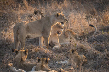 Lionesses laying and resting with her cubs and her pride in the tall savannah grass during sunset and watching out for danger in south africa kruger national park big five