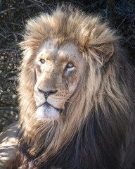 Male lion closeup face and mane, big five south africa