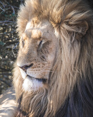 Sleeping male lion closeup, big five south africa