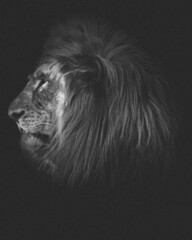 Male Lion Portrait on Black background