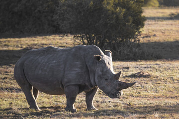 Fototapeta premium a lone endangered big five rhino standing in the evening sun on a plain field in south africa