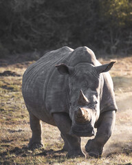 A charging big five rhino on a plain field during sunset in south africa © mattisi
