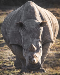 Straight closeup of a female big five rhino charging while standing in the sunset © mattisi