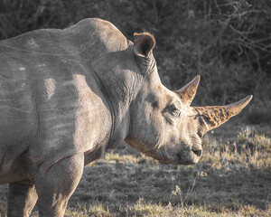 Portrait of a female rhino one of the big five staring into the warm sunset in south africa