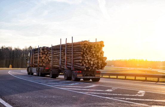 Timber truck with a trailer to transport long timber logs along the motorway. Timber transportation, industrial