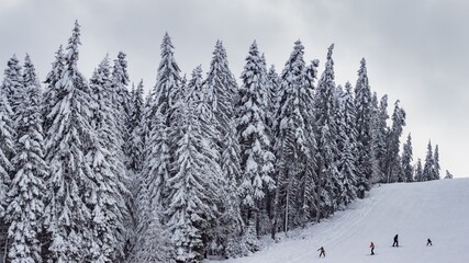Beautiful winter landscape - skiers on run. Pure white snow on the branches of evergreen trees. Perfect snowy weather conditions. Winter sports, skiing tourism, holidays in ski resort.