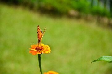 Landscape of Indian fritillary butterfly insect sitting on the common zinnia flower and collecting honey.