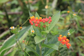 Red blossom flower natural background