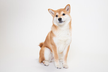 若い柴犬（6ヶ月）のスタジオ写真