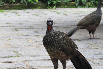 Rusty-margined guan