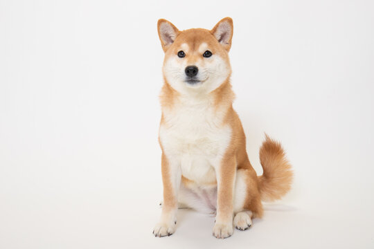 柴犬 Images – Browse 120,280 Stock Photos, Vectors, and Video
