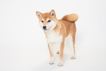 若い柴犬（6ヶ月）のスタジオ写真