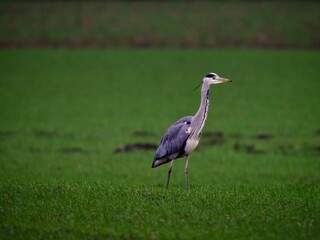 grey heron ardea cinerea