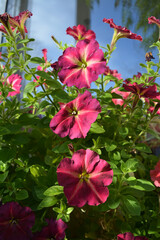 Vibrant flowers of petunia in bloom in spring. Colorful decorative flowers on the balcony.