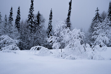 snowy winter forest in russia