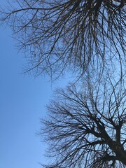 tree and sky