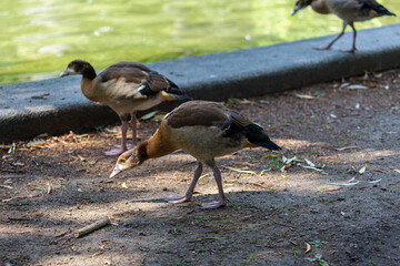 Young egyptian goose walking in the park
