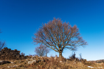 Single bare beech tree and rock karst formations in Lessinia Plateau (Altopiano della Lessinia), Regional Natural Park, Veneto, Verona province, Erbezzo, Italy, Europe.