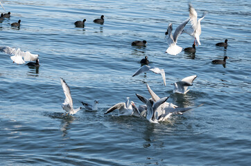 Waterfowl fight on the surface of the water for food. White birds and black birds on the...