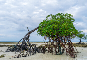 Mangrove and the sea, Neil Island, India