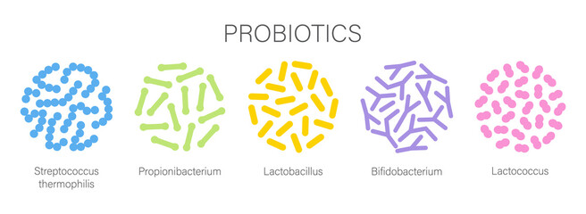 Probiotic bacteria set in circle. Gut microbiota with healthy prebiotic bacillus. Lactobacillus, streptococcus, bifidobacteria and other microorganisms for biotechnology.